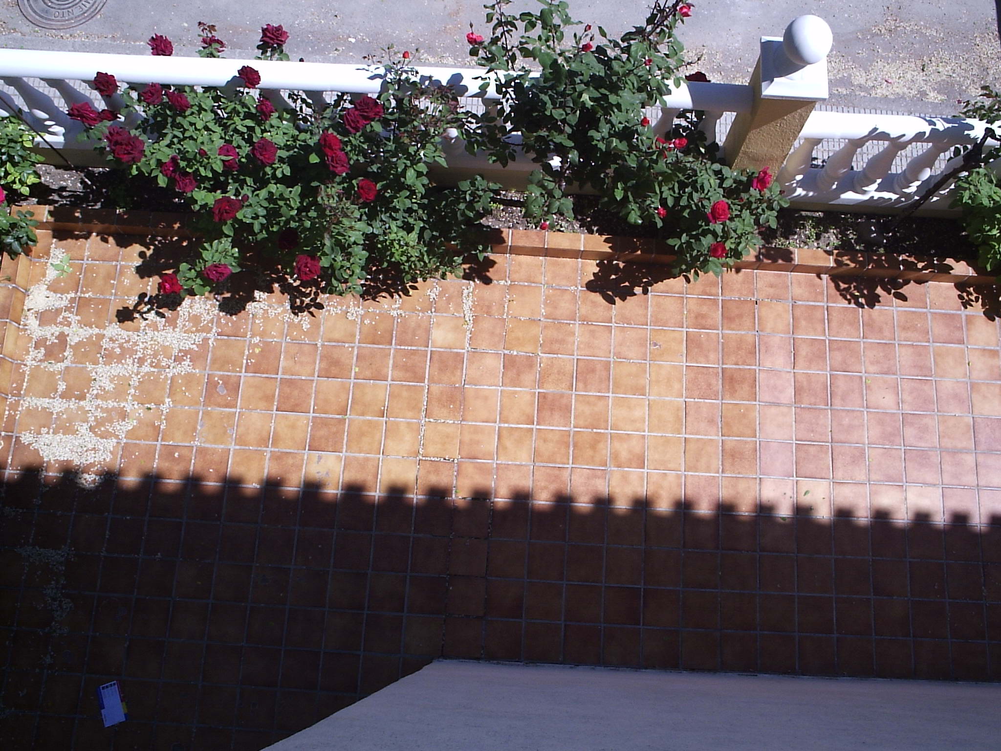 Los rosales de mi madre.JPG